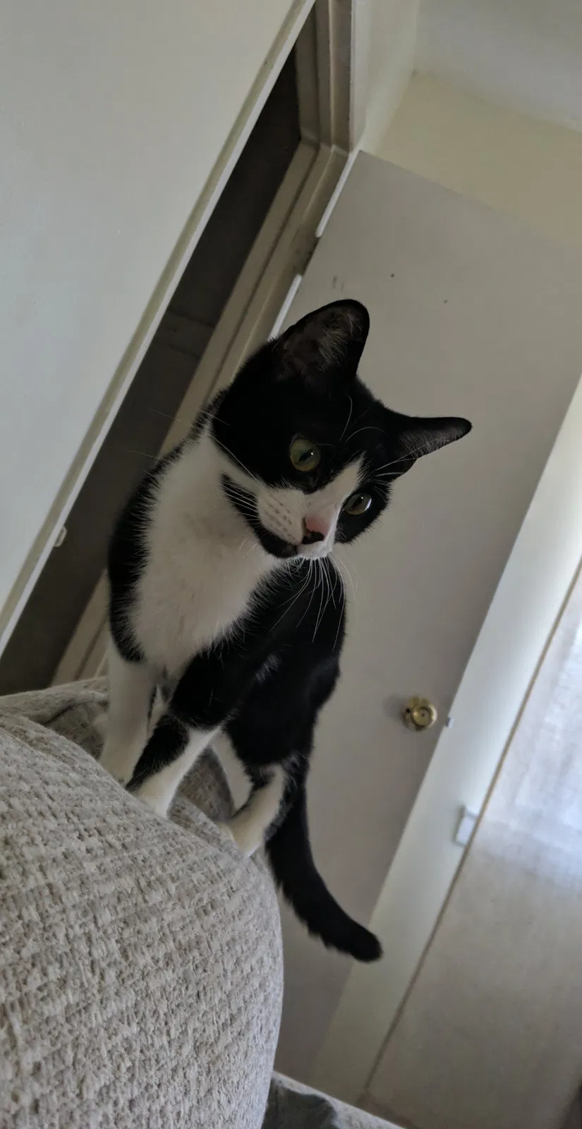 Lost cat in Springfield Gardens, NY, 11413