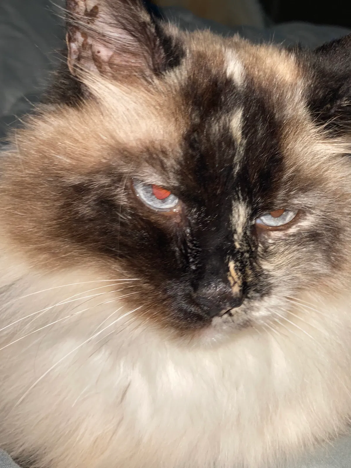 Lost cat in Bakersfield, CA, 93312