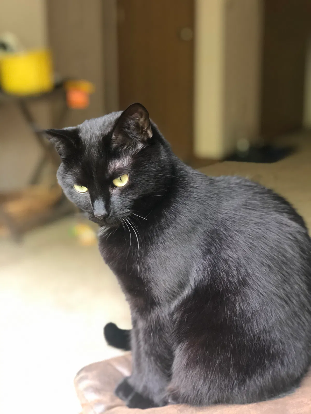 Lost cat in Powell, OH, 43065
