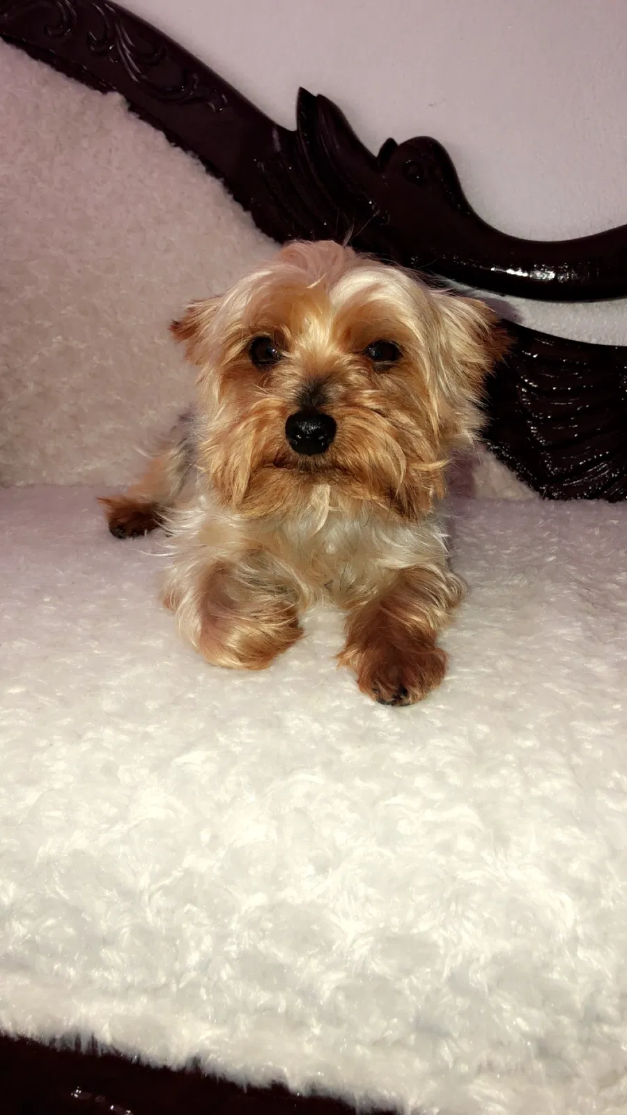 Lost dog in Sacramento, CA, 95833