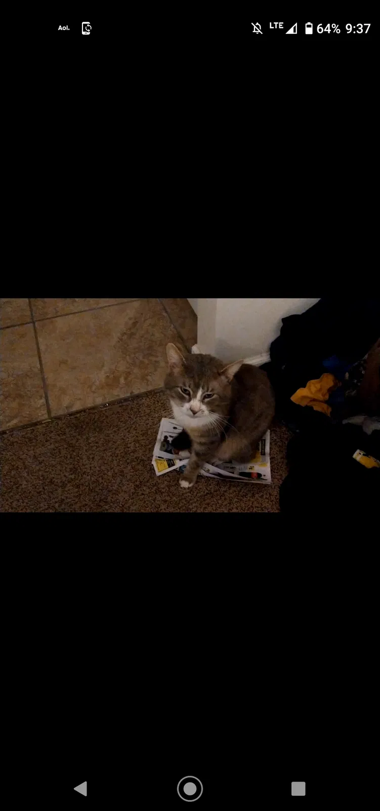 Lost cat in Nitro, WV, 25143