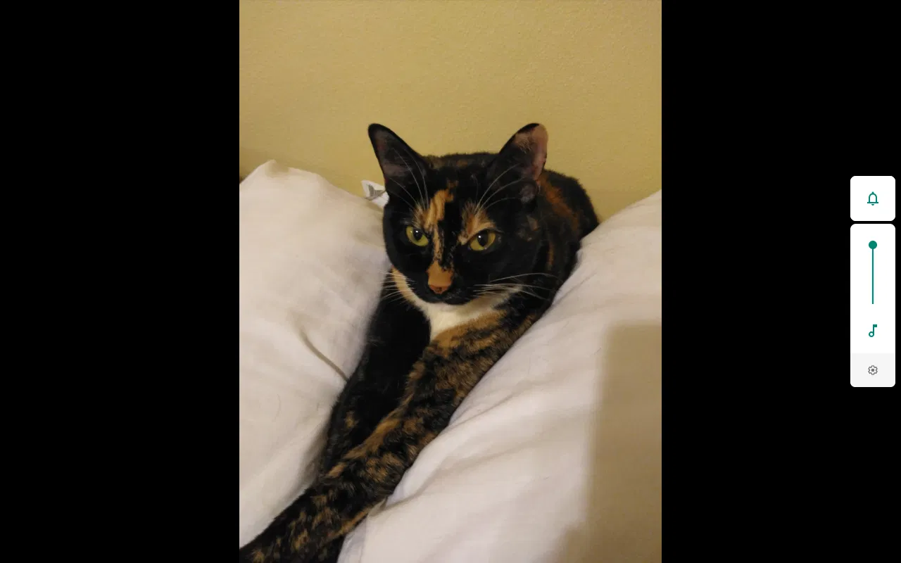 Lost cat in Rockford, IL, 61101