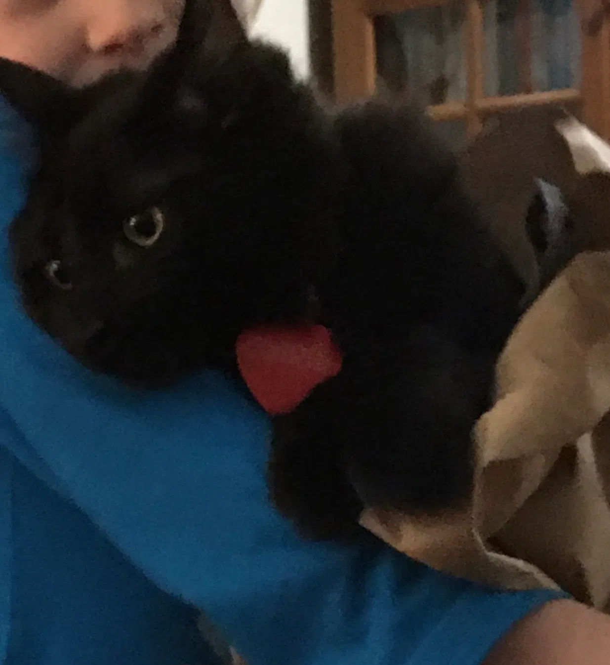 Lost cat in Hillsboro, OR, 97123