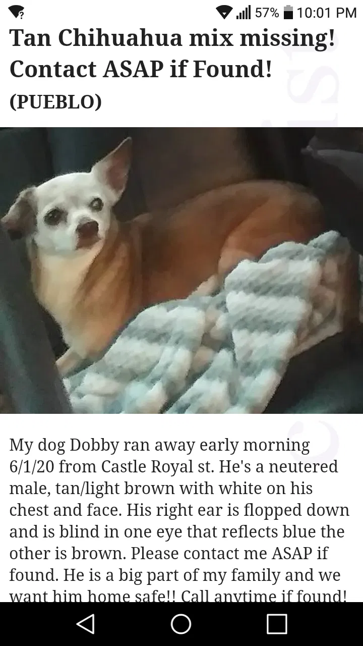 Lost dog in Pueblo, CO, 81005