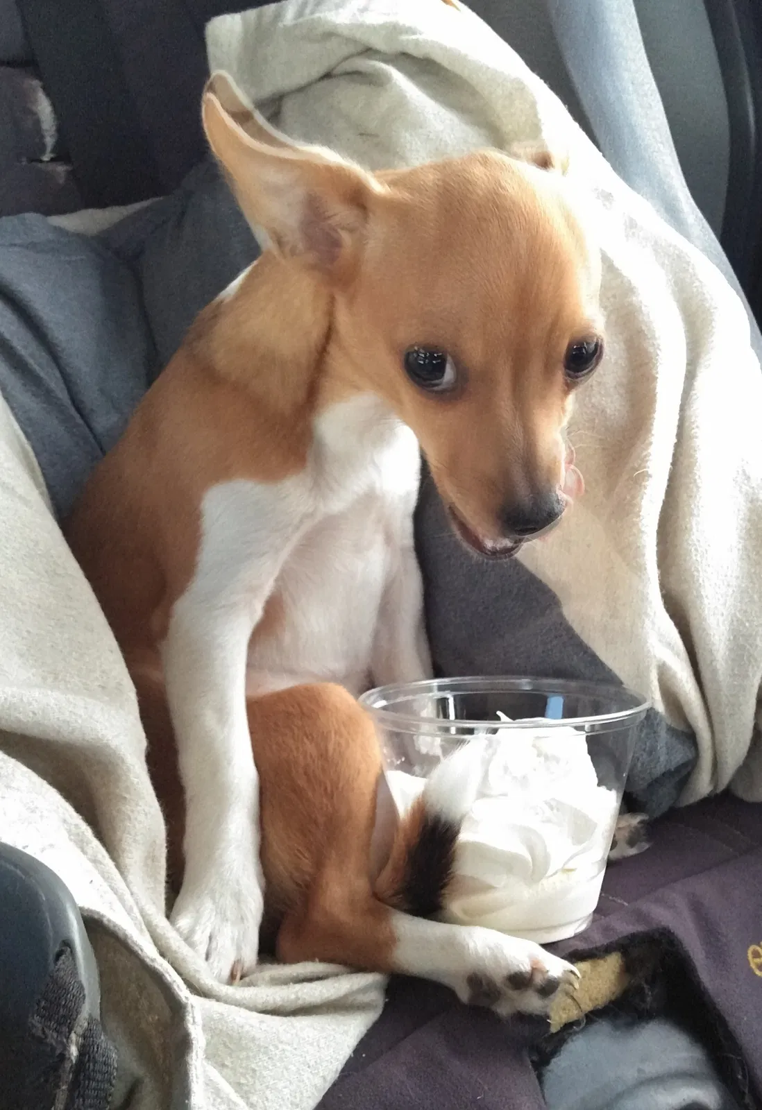 Lost dog in Ringgold, GA, 30736