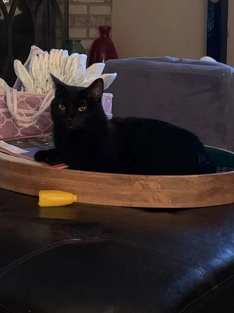 Lost cat in Saint Charles, IL, 60174
