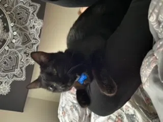 Lost cat in Grand Rapids, MI, 49505