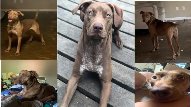 Lost dog in Jacksonville, AR, 72076