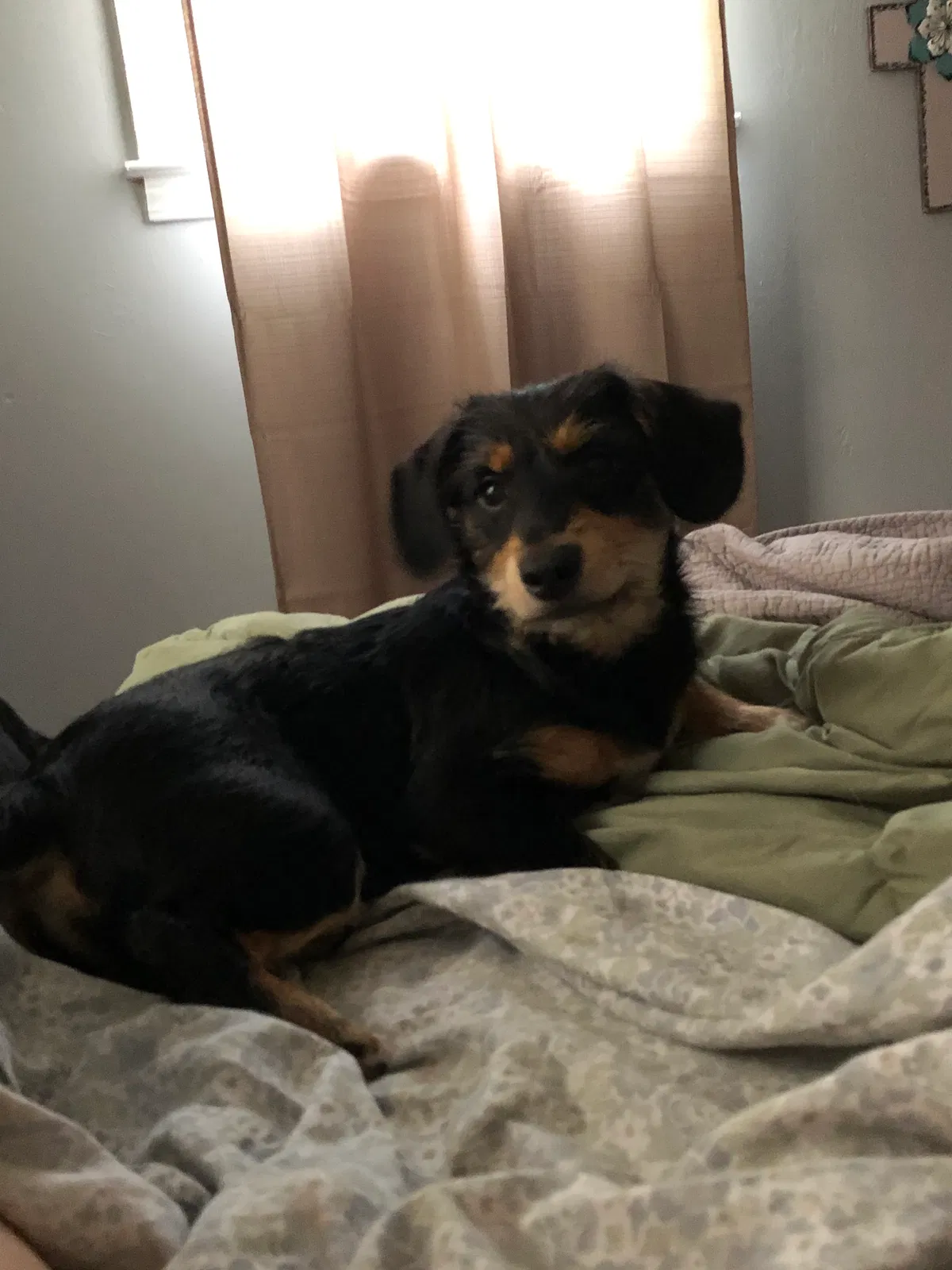 Lost dog in Rome, GA, 30161
