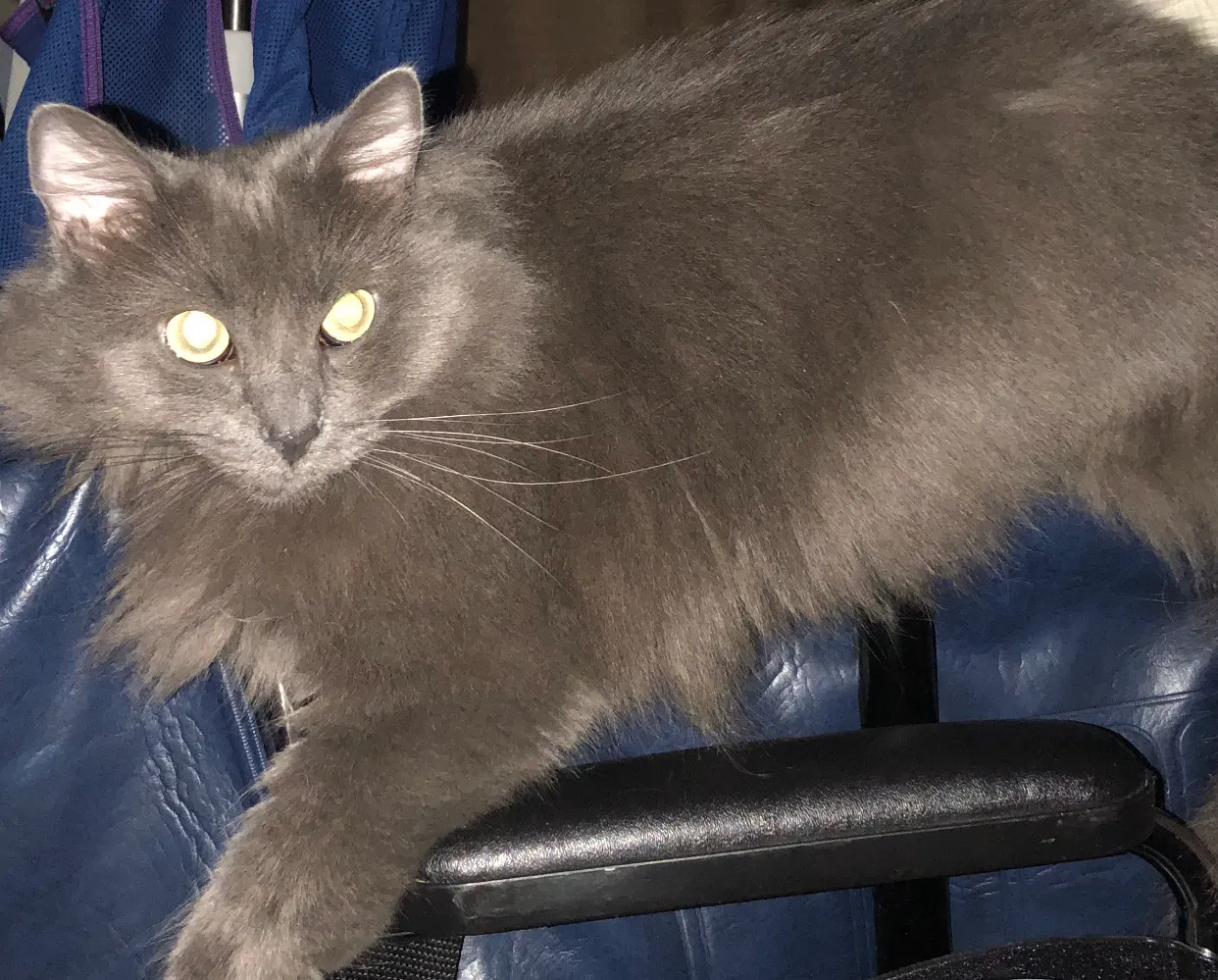 Lost cat in Struthers, OH, 44471
