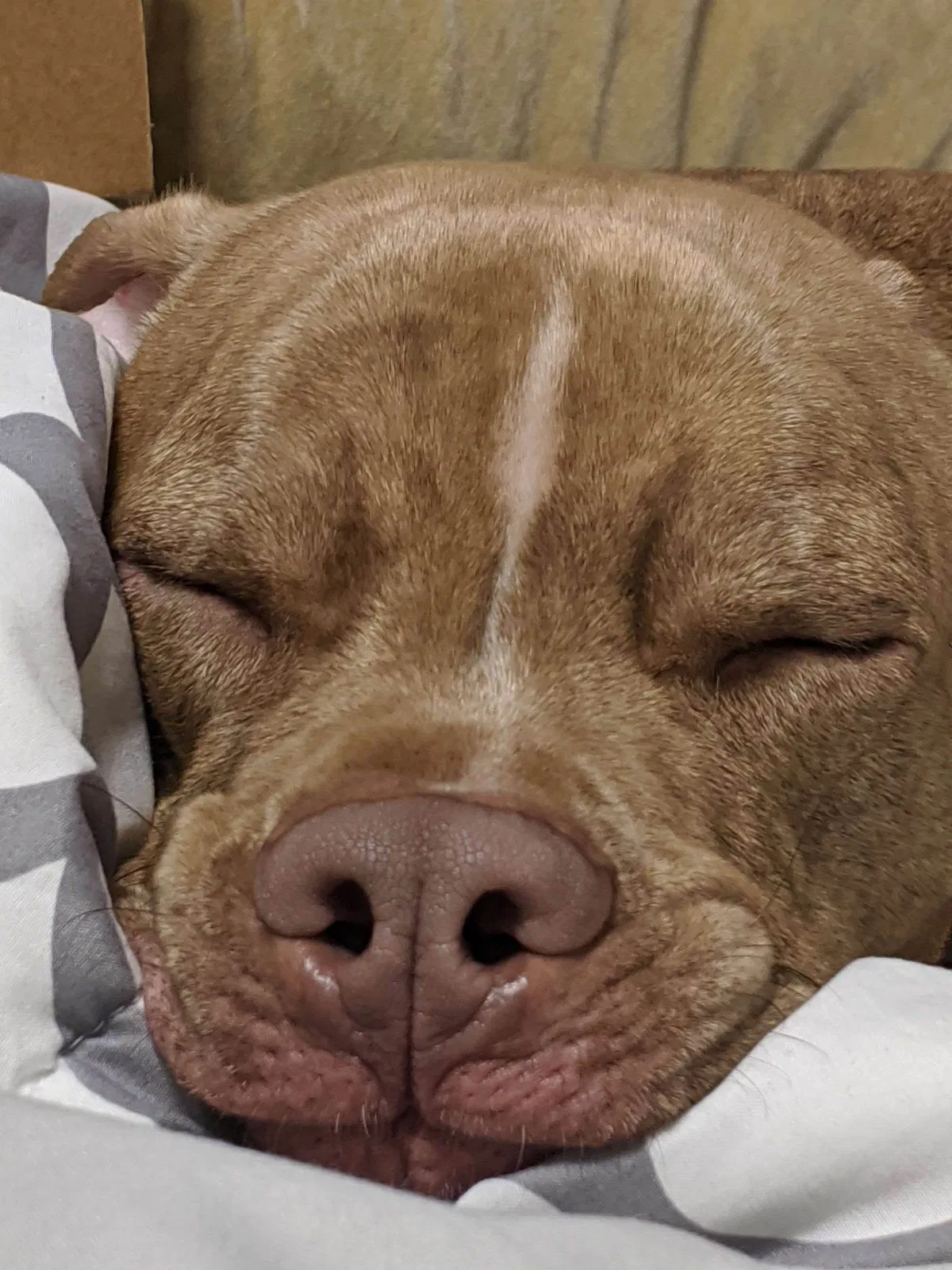 Lost dog in Auburndale, FL, 33823