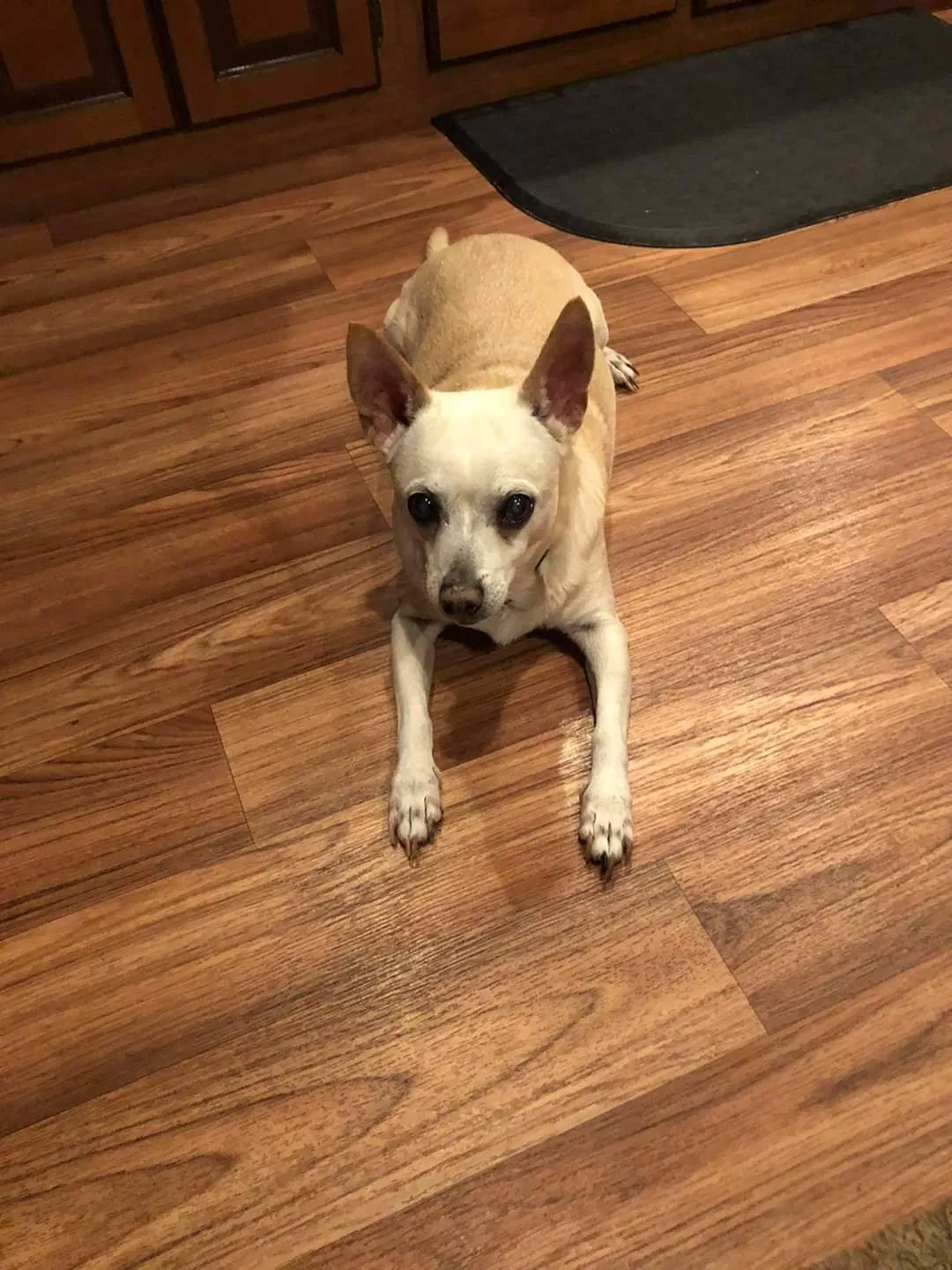 Lost dog in Jacksonville, FL, 32211