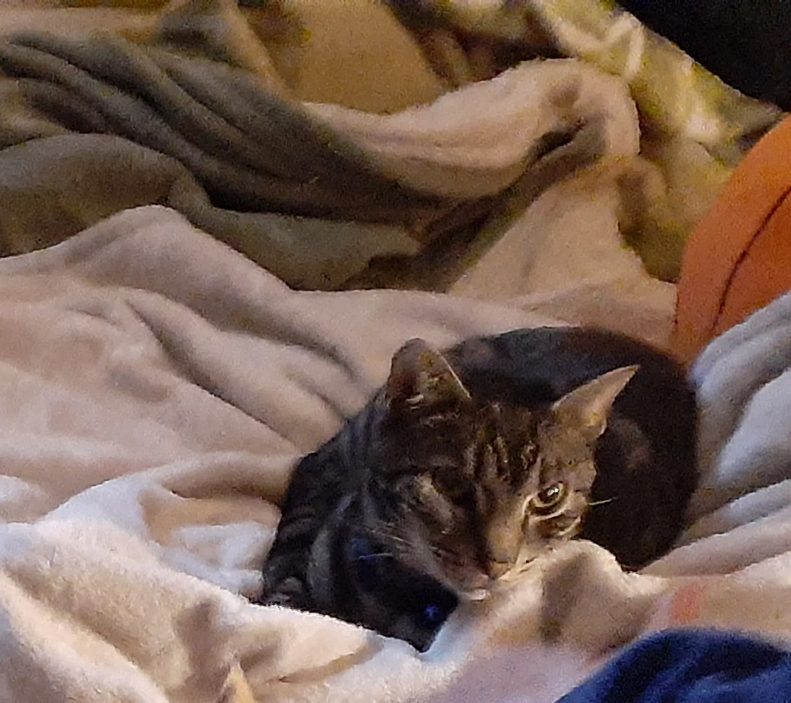 Lost cat in Ocala, FL, 34479