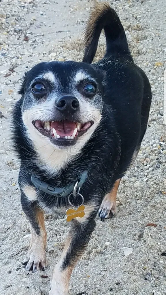 Lost dog in Unknown, VA, 22346
