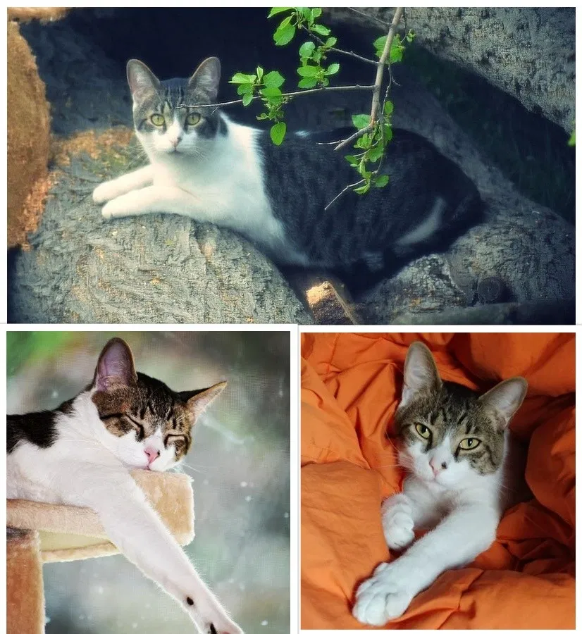 Lost cat in Romeoville, IL, 60446