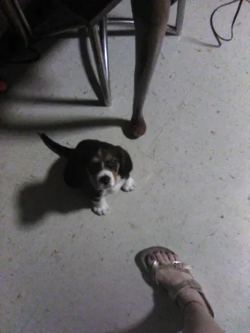 Lost dog in Gadsden, AL, 35901