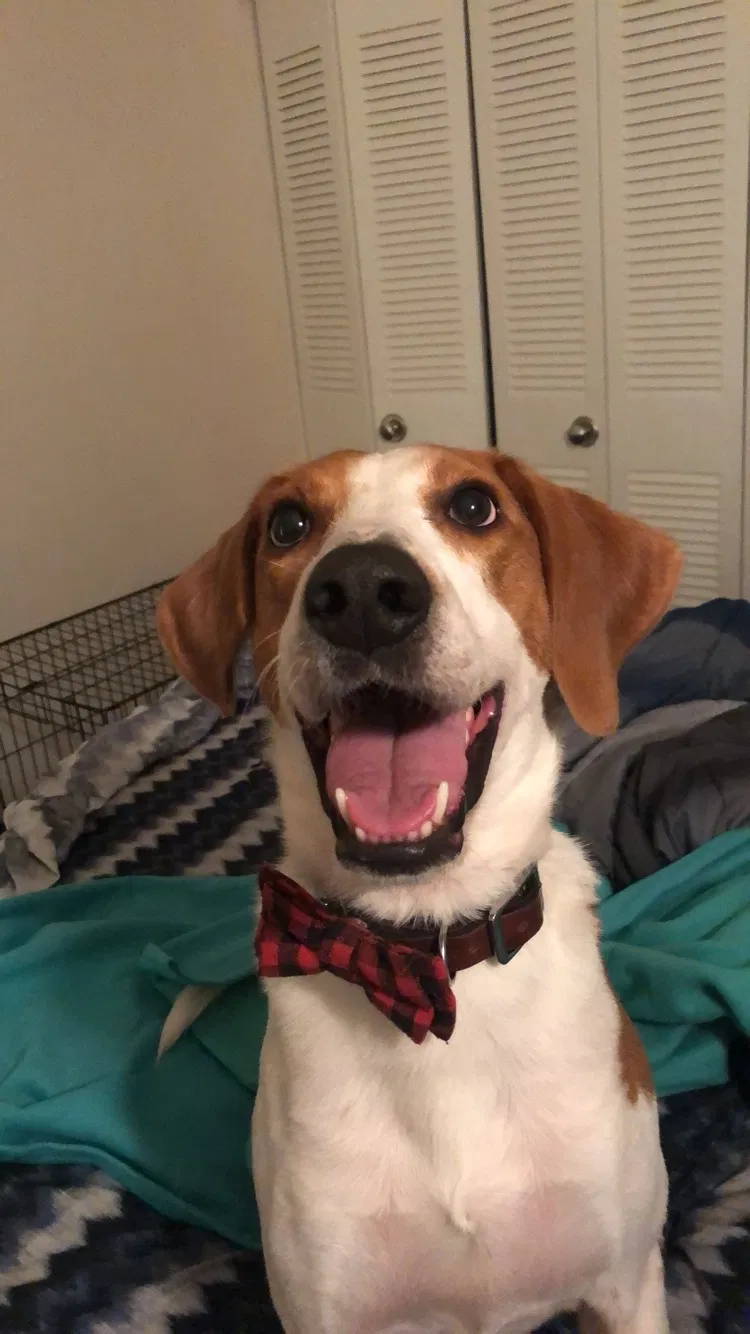 Lost dog in Greenville, NC, 27834