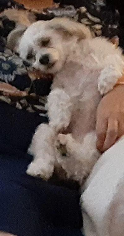 Lost dog in Vallejo, CA, 94591