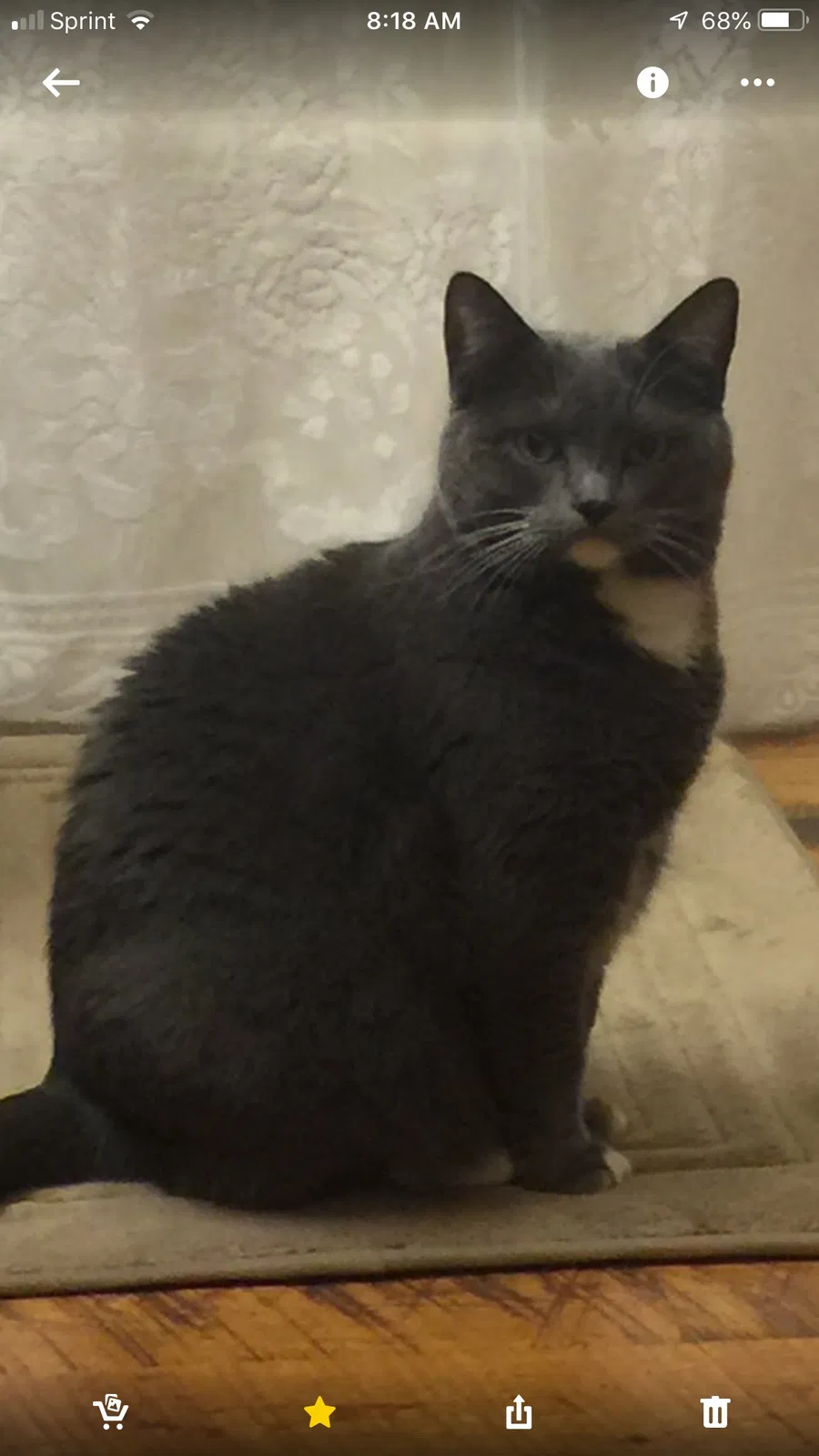 Lost cat in Saint Paul, MN, 55128