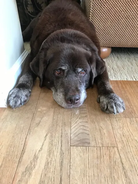 Lost dog in Pittsburgh, PA, 15241