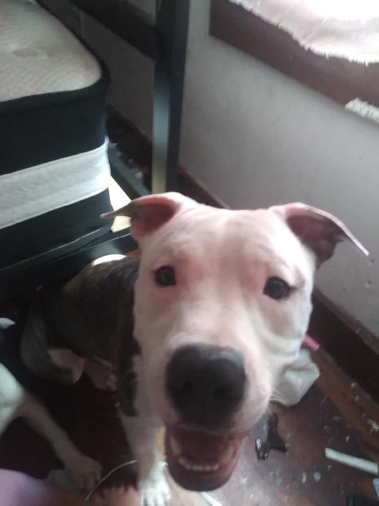Lost dog in Syracuse, NY, 13208