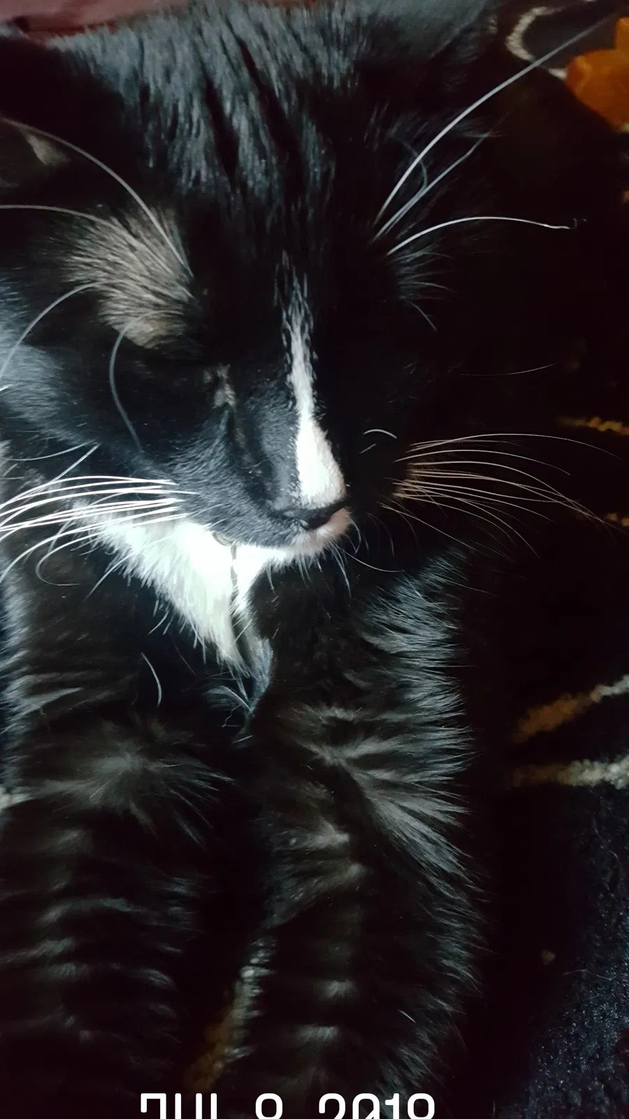 Lost cat in Wayne, MI, 48184