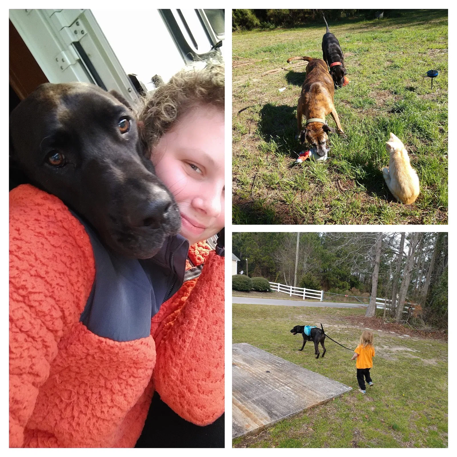 Lost dog in Summerville, SC, 29483