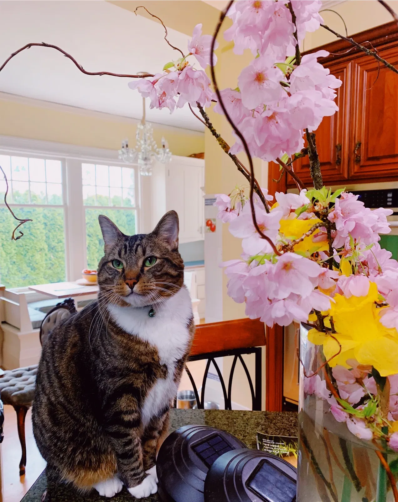 Lost cat in Seattle, WA, 98144