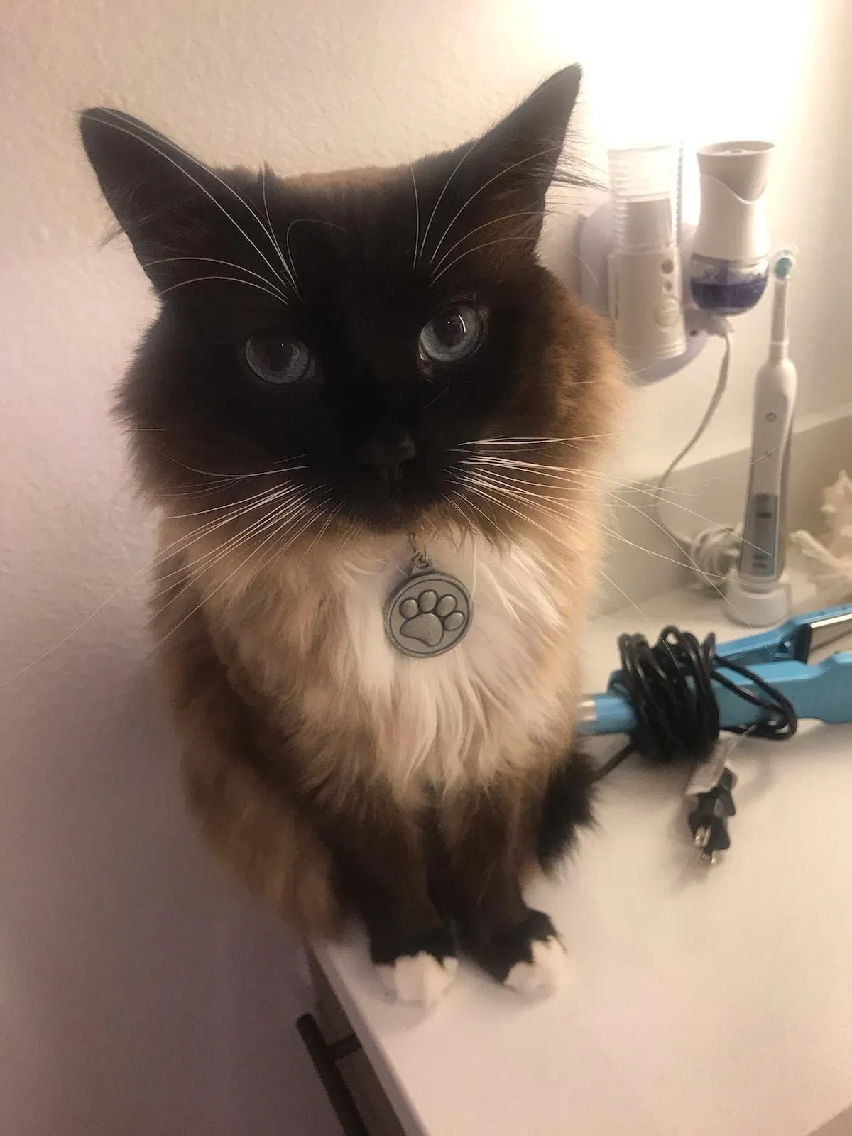 Lost cat in Rancho Cucamonga, CA, 91730