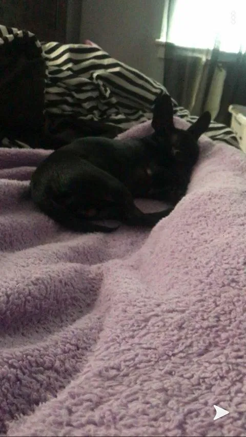 Lost dog in Dillsburg, PA, 17019