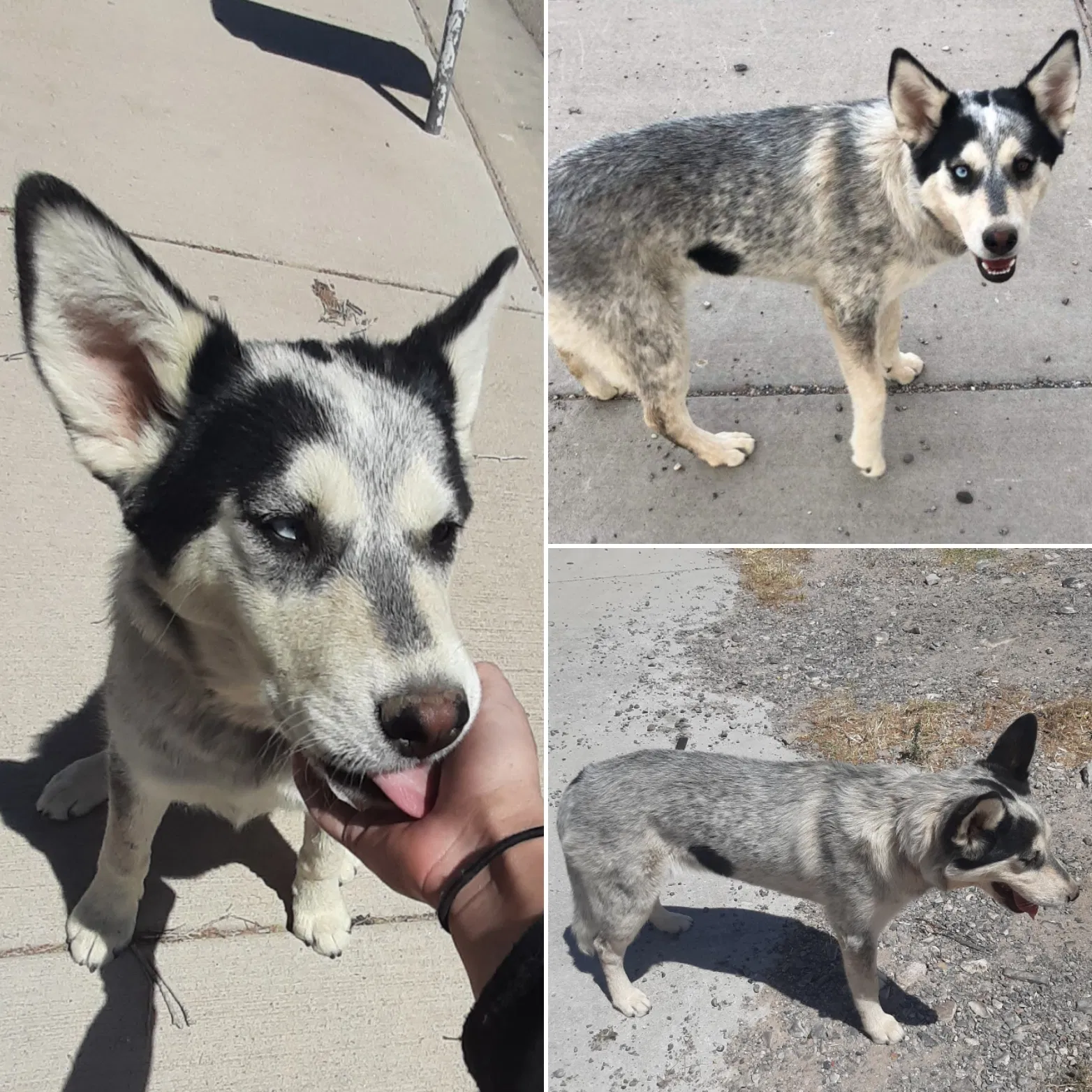 Lost dog in El Paso, TX, 79912