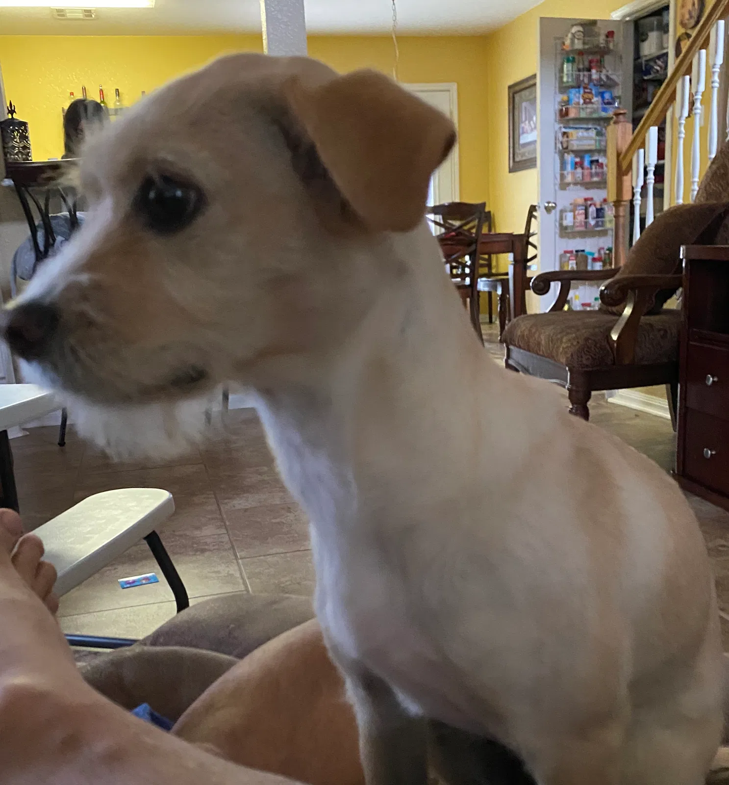 Lost dog in Killeen, TX, 76541