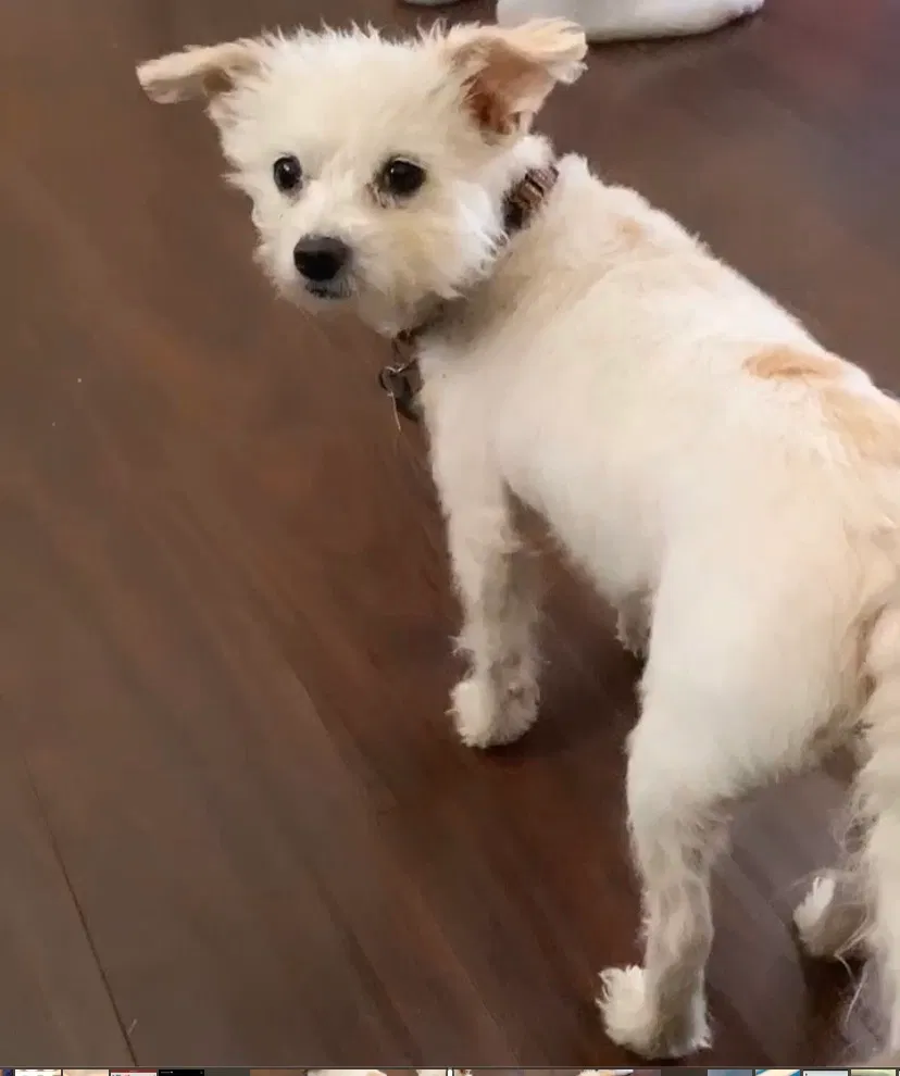 Lost dog in Athens, AL, 35611