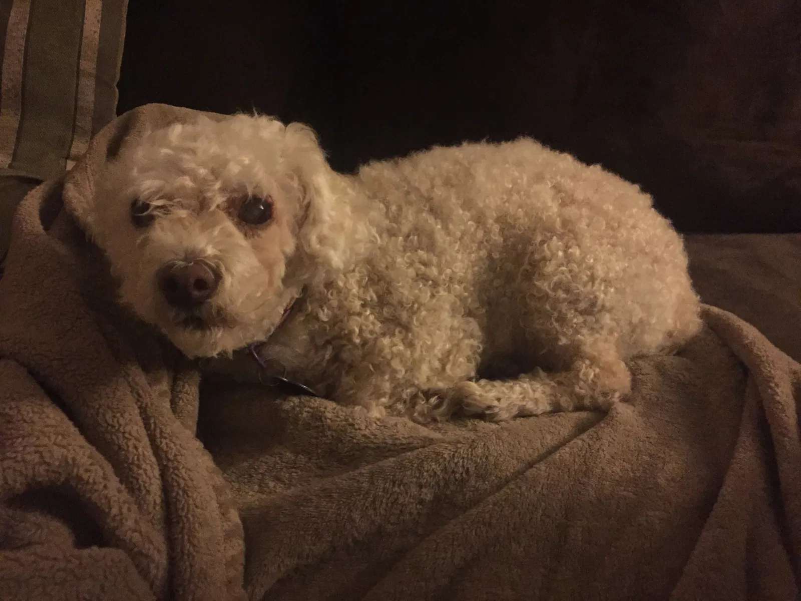 Lost dog in Hendersonville, NC, 28792