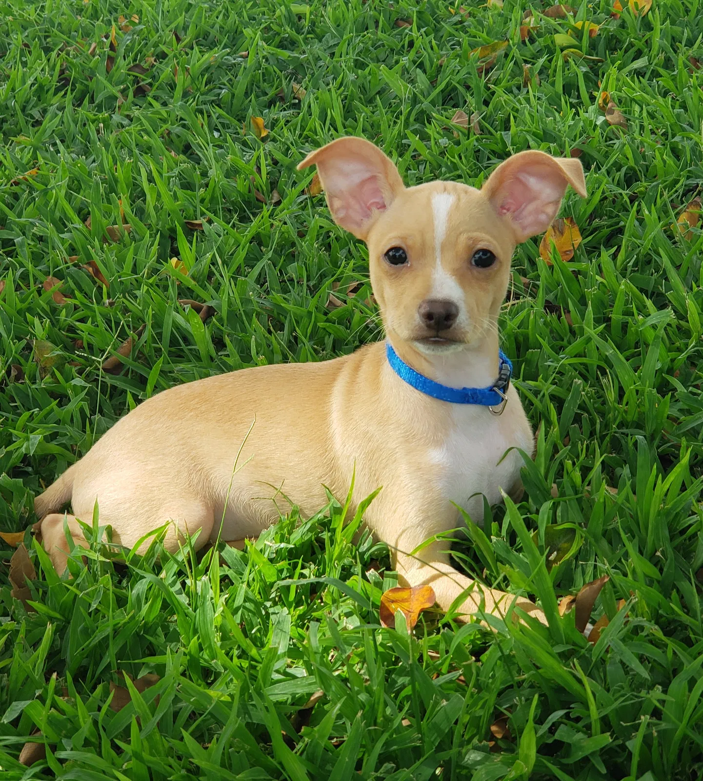 Lost dog in Kapolei, HI, 96707