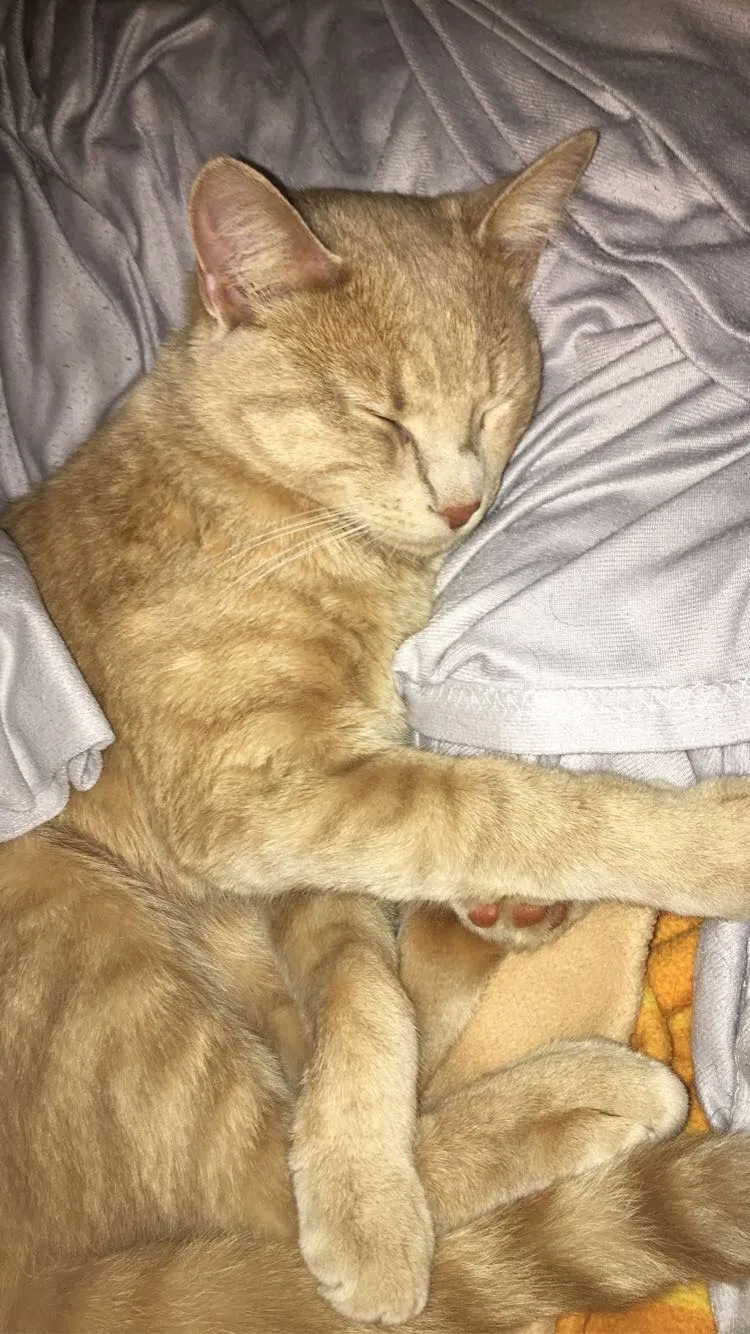 Lost cat in Iowa City, IA, 52246
