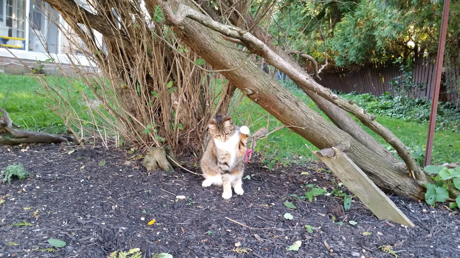 Lost cat in Beachwood, OH, 44122