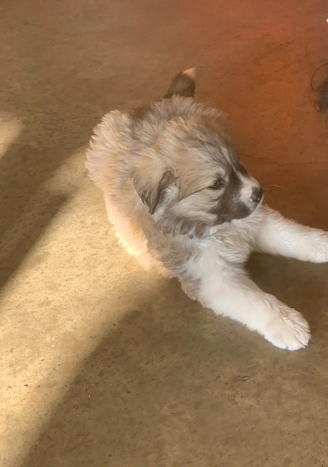 Lost dog in Waco, TX, 76706
