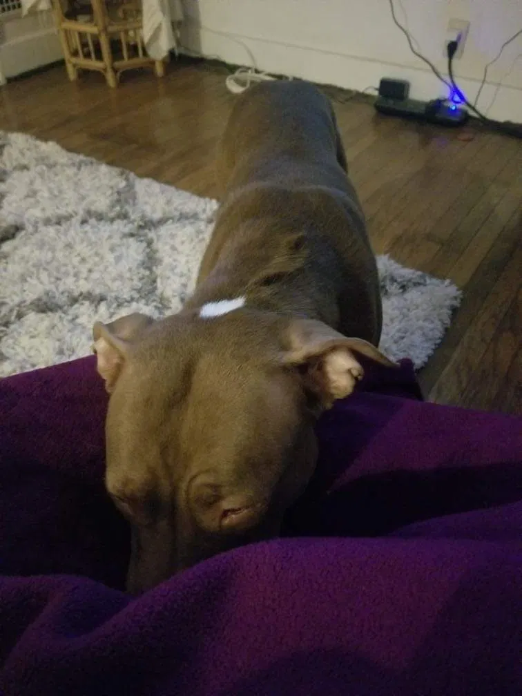 Lost dog in Buffalo, NY, 14213