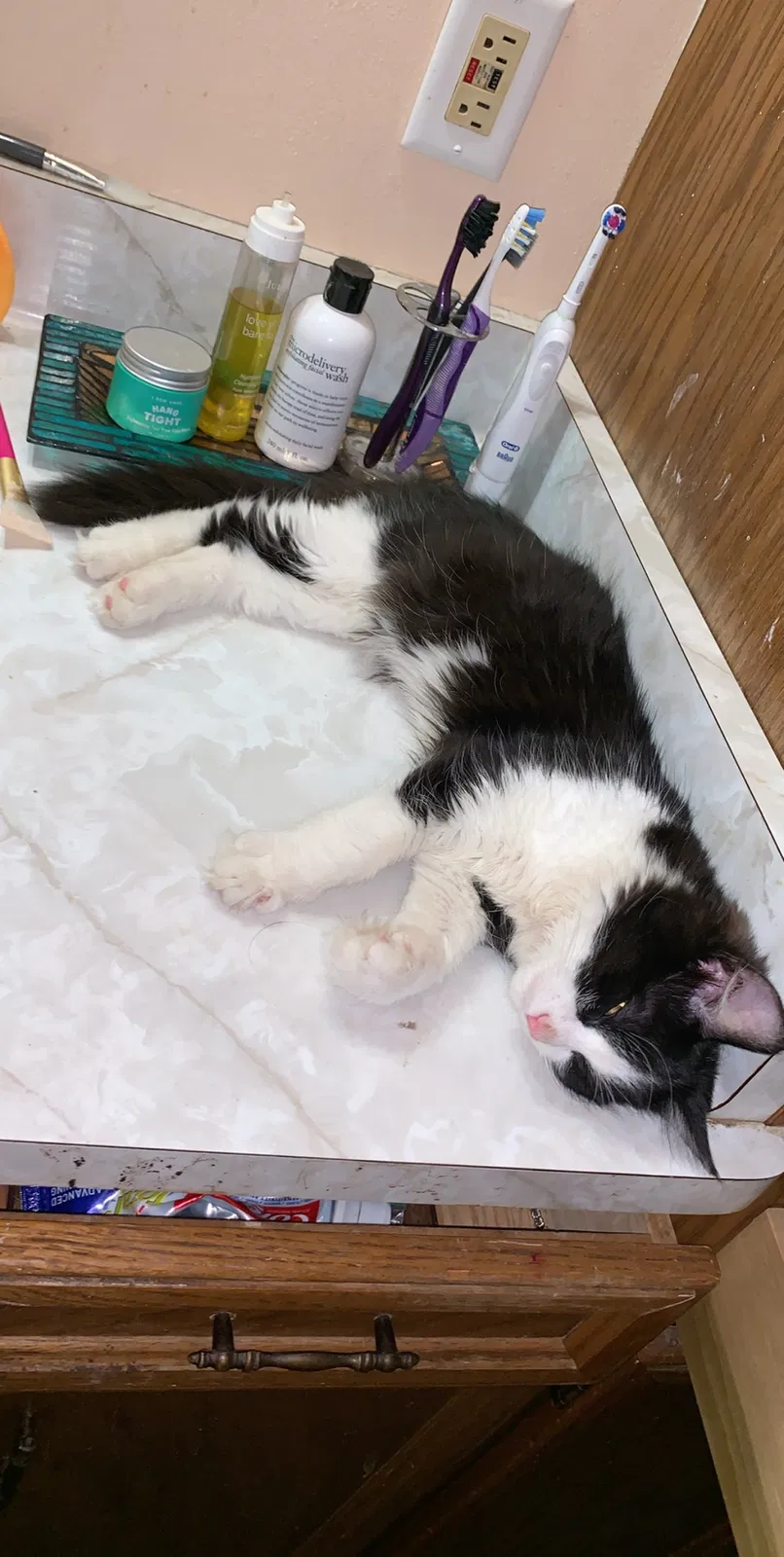 Lost cat in Milwaukee, WI, 53227