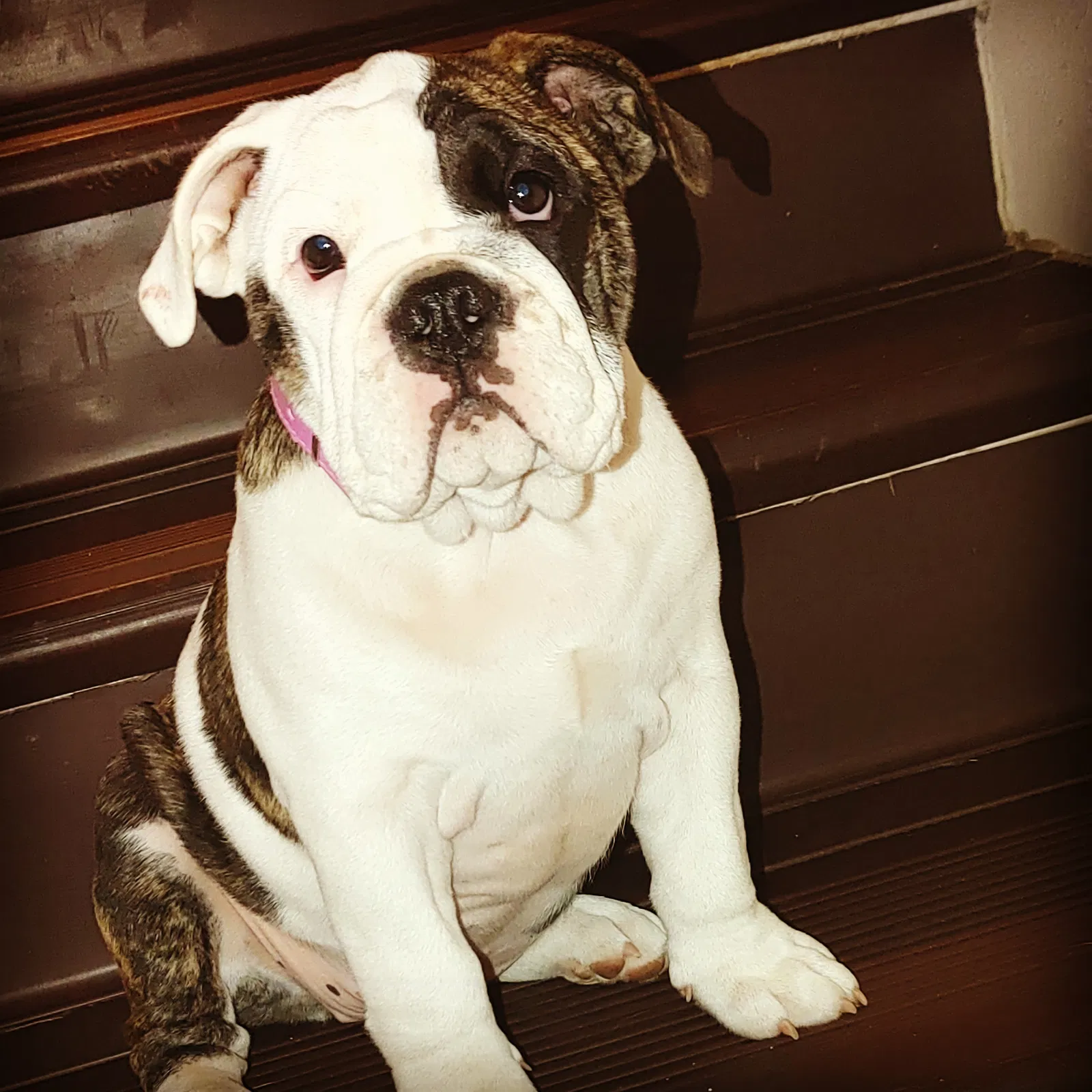 Lost dog in El Paso, TX, 79907