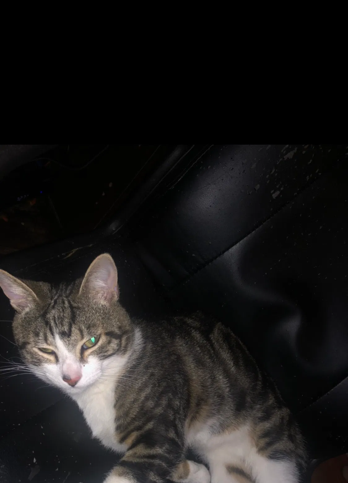 Lost cat in Rocky Face, GA, 30740