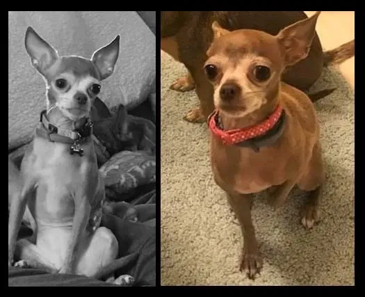 Lost dog in Marathon, NY, 13803