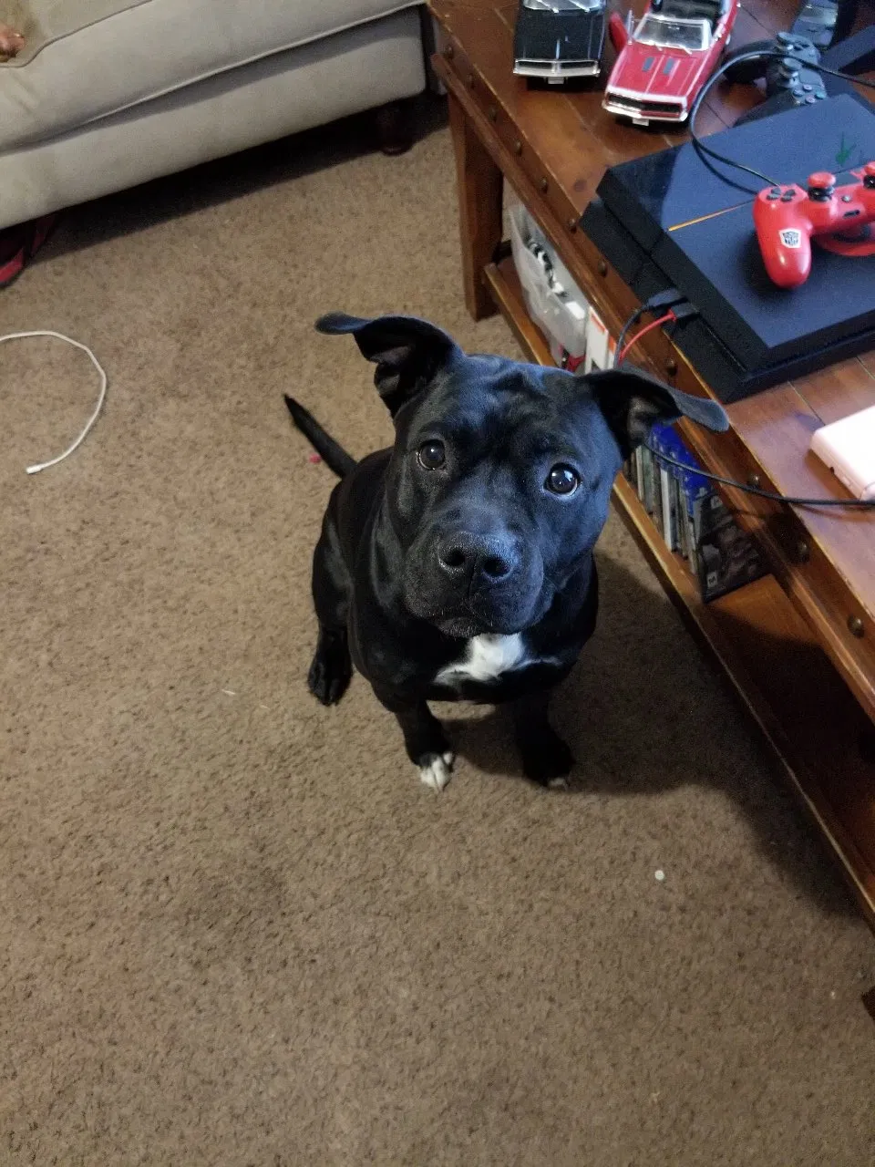 Lost dog in Lubbock, TX, 79407