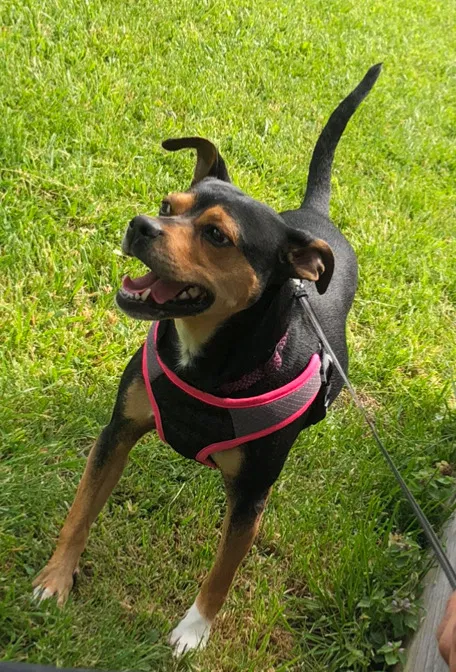 Lost dog in Frederick, MD, 21702