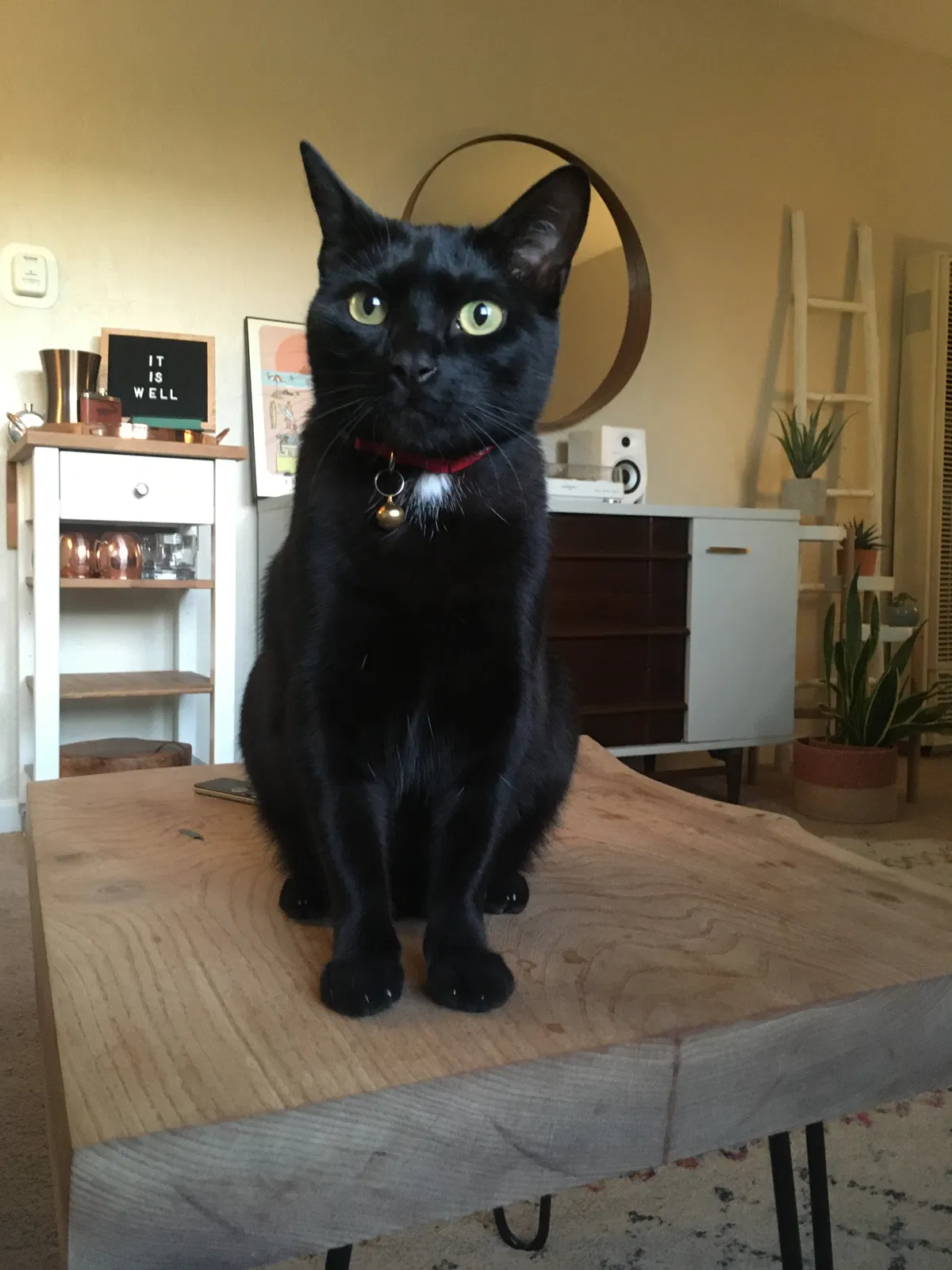 Lost cat in Aptos, CA, 95003