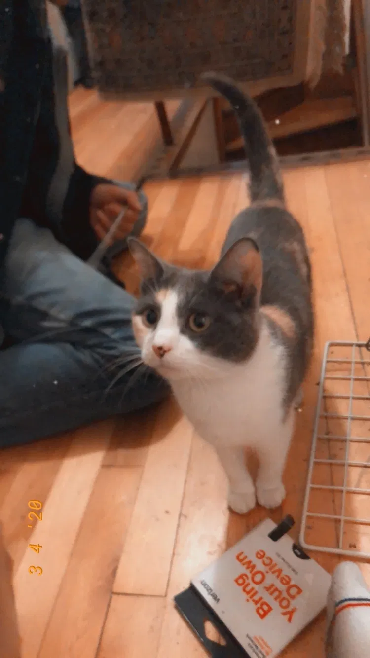 Lost cat in Minneapolis, MN, 55418
