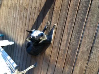 Found dog in Blue Ridge, GA, 30513