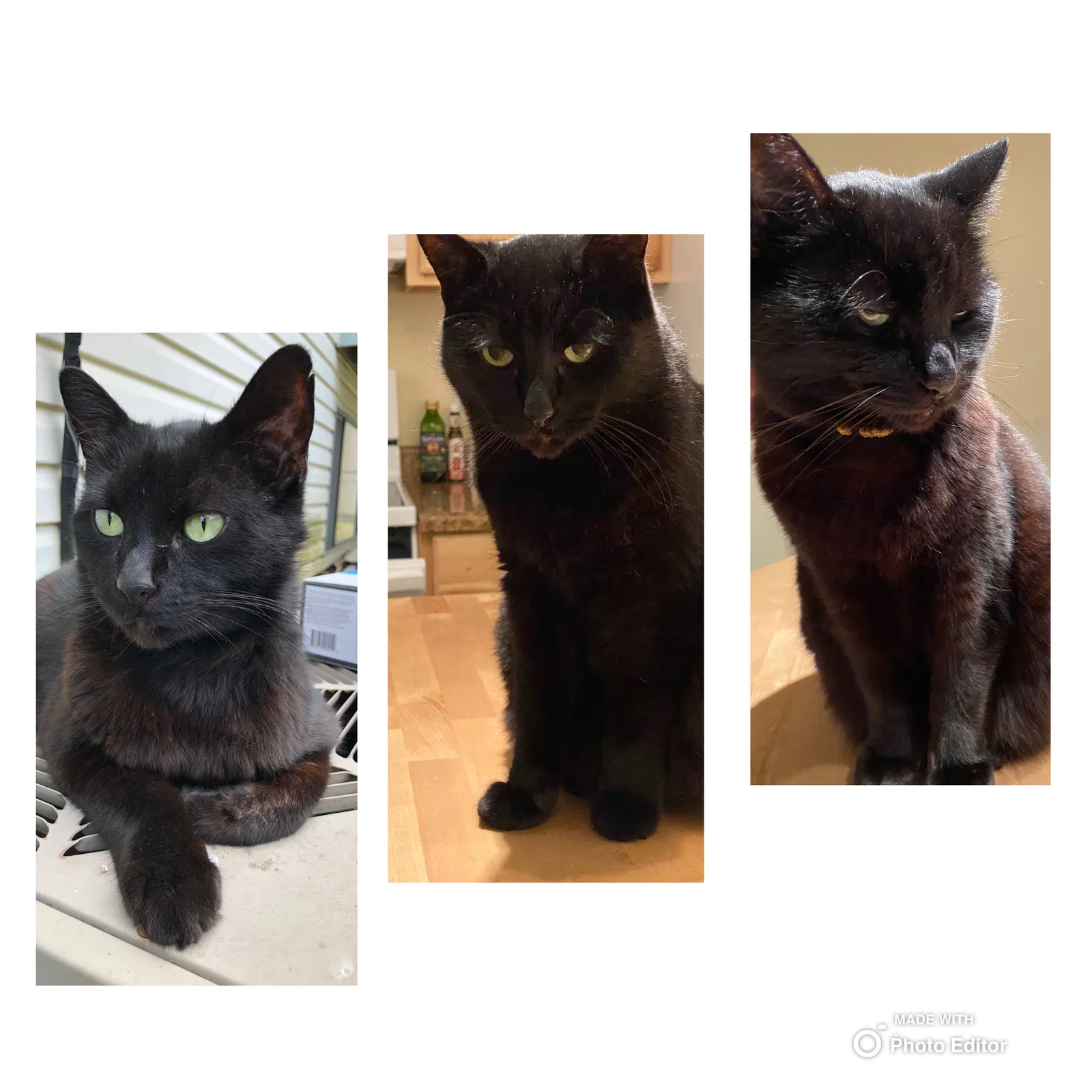 Lost cat in Troutdale, OR, 97060