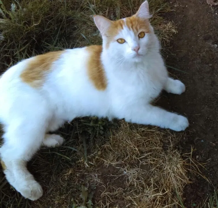 Lost cat in Eugene, OR, 97402